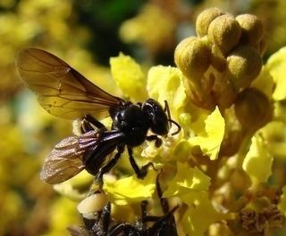 Trigona (bee) Trigona nigerrima Cresson 1878 Discover Life