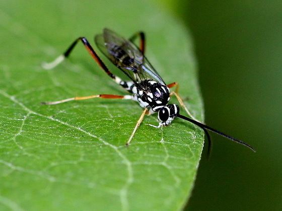 Trigonalidae Is it a Trigonalidae Othogonalys Baryceros audax BugGuideNet