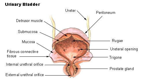 Trigone of urinary bladder