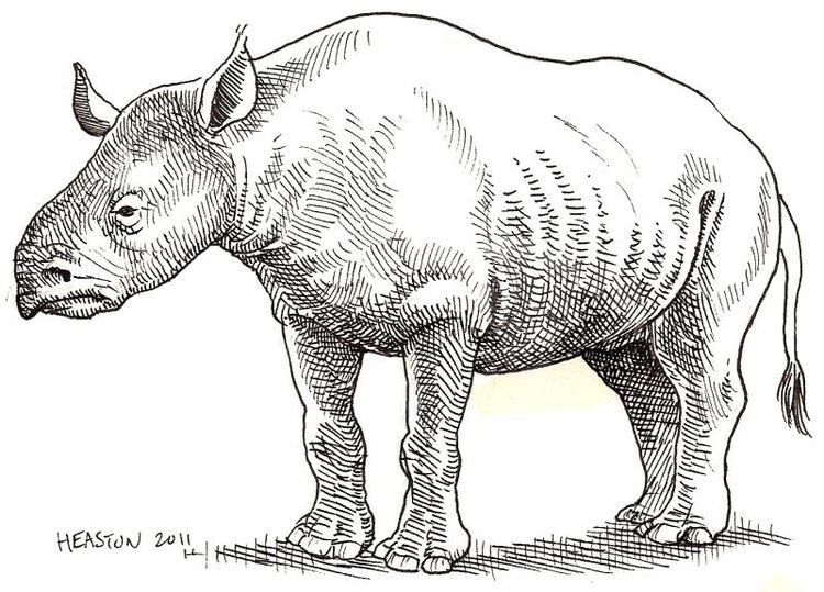 Trigonias trigonias early small prehistoric rhinoceros Paul Heaston Flickr