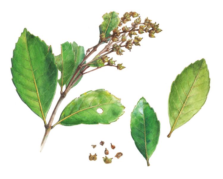 Trigonobalanus Lithocarpus konishii