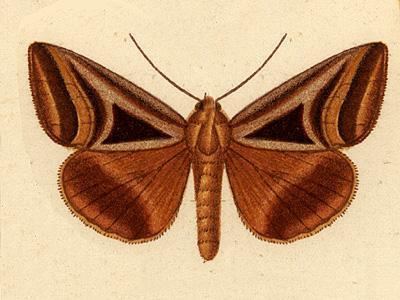 Trigonodes lucasii