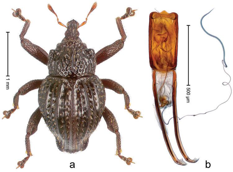 Trigonopterus angulicollis