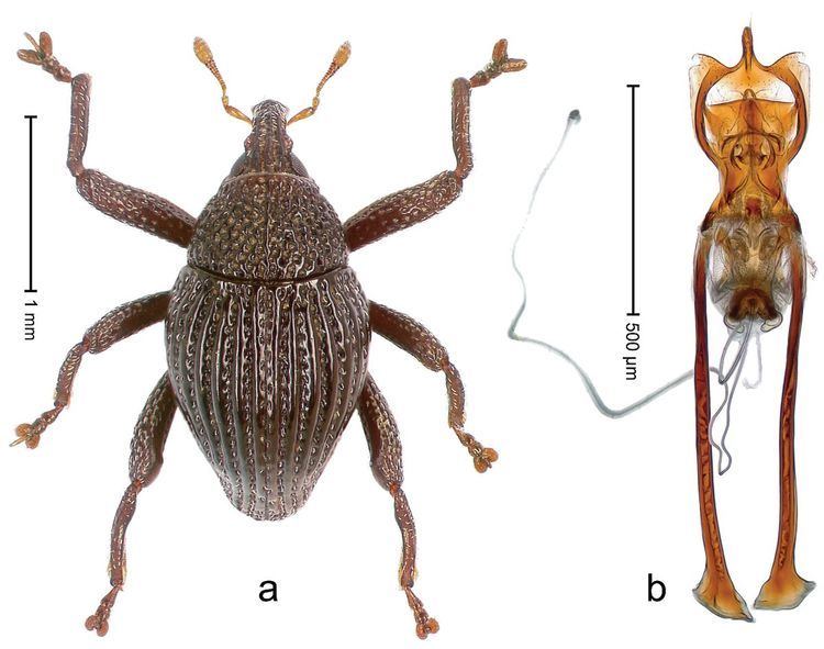 Trigonopterus fissitarsis