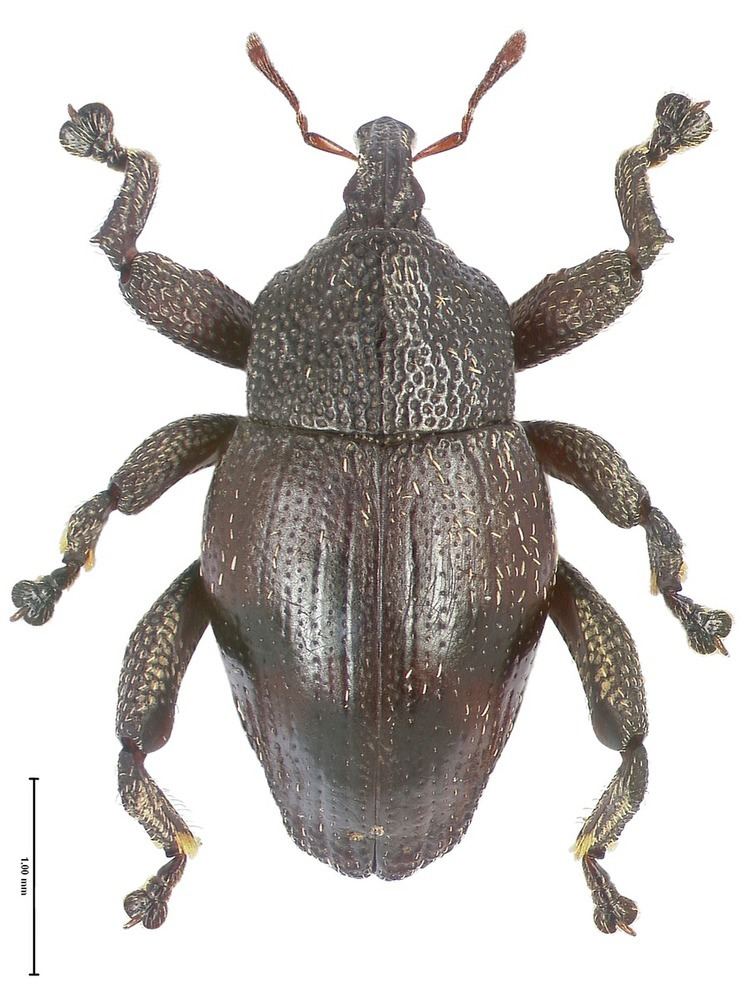 Trigonopterus merubetirensis