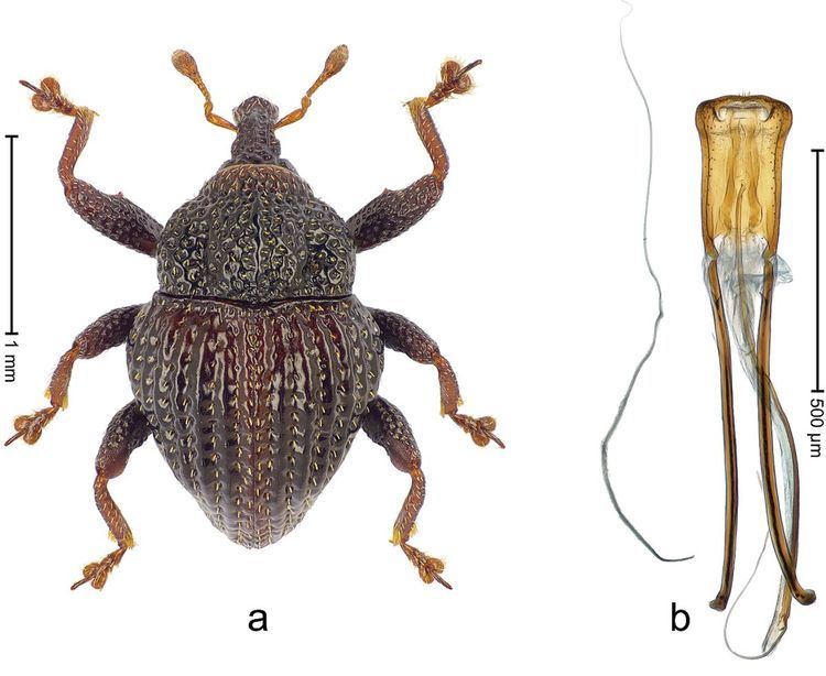 Trigonopterus parasumbawensis