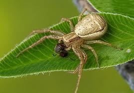 Trigonotarbida trigonotarbida arachnids Andy Jackson E Flickr
