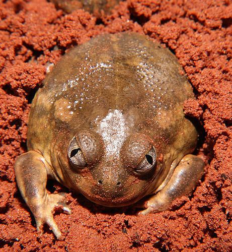 Trilling frog Desert Trilling Frog Neobatrachus centralis Rainbow Val Flickr