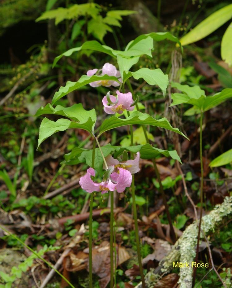 Trillium catesbaei Plants North Carolina Native Plant Society