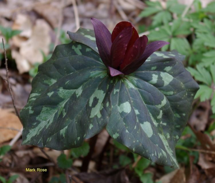 Trillium cuneatum Plants North Carolina Native Plant Society