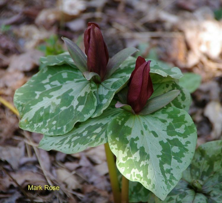 Trillium cuneatum Plants North Carolina Native Plant Society