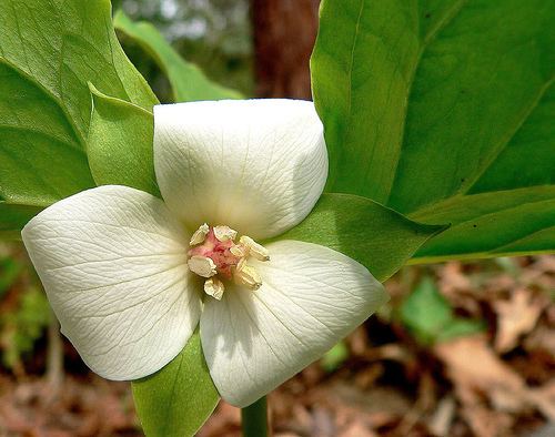 Trillium Cup