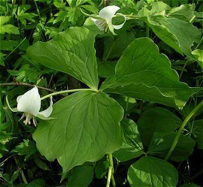 Trillium flexipes Online Virtual Flora of Wisconsin Trillium flexipes