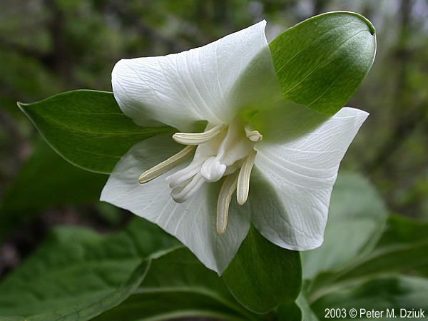 Trillium flexipes wwwminnesotawildflowersinfoudatar9ndp23qpdtr