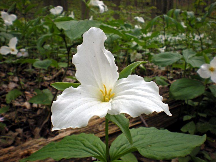 Trillium grandiflorum Great White Trillium Trillium grandiflorum Flora Pittsburghensis