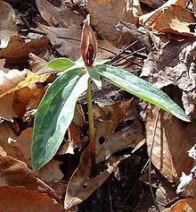 Trillium lancifolium httpsuploadwikimediaorgwikipediacommonsthu