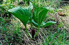 Trillium petiolatum httpsuploadwikimediaorgwikipediacommonsthu