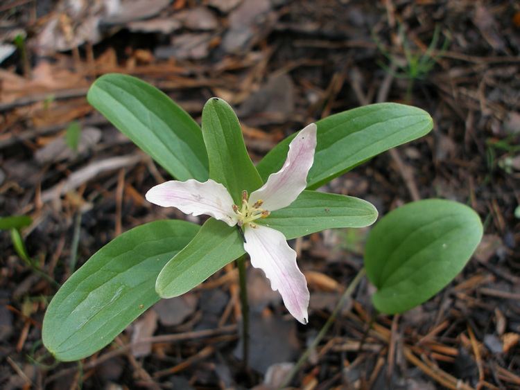 Trillium pusillum Texas Trillium