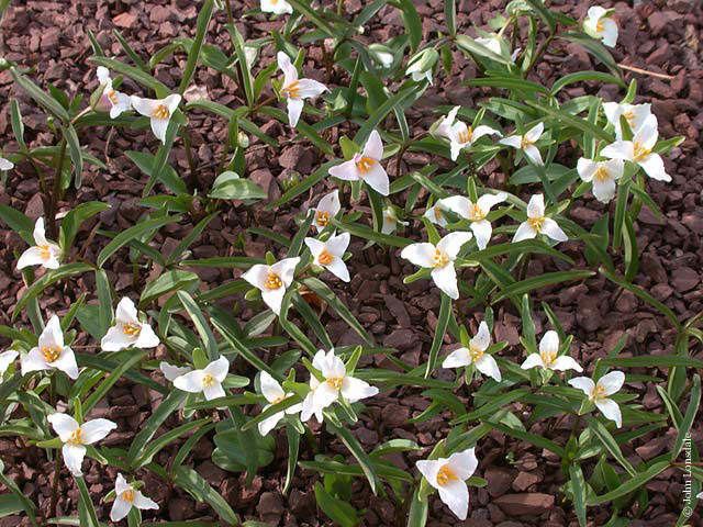 Trillium pusillum Pacific Bulb Society Trillium Species Two