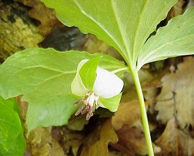 Trillium rugelii Trillium rugelii Wikipedia