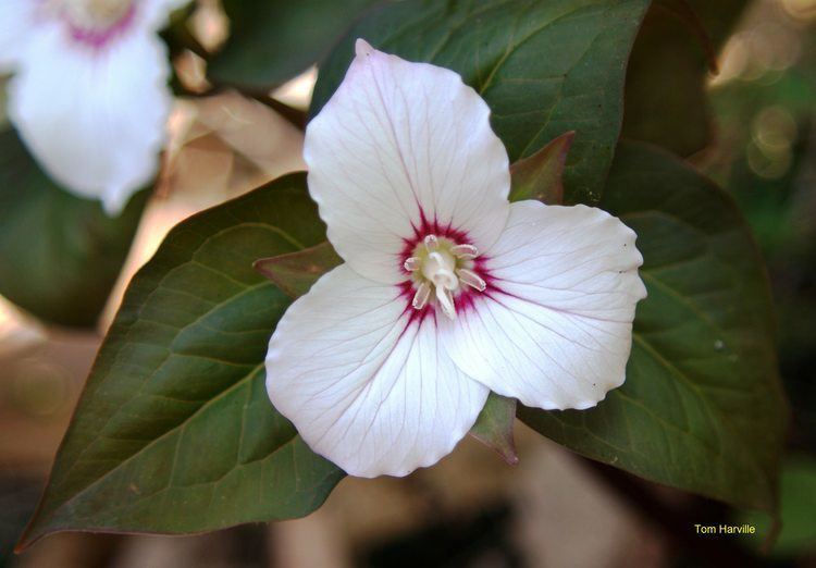 Trillium undulatum Plants North Carolina Native Plant Society