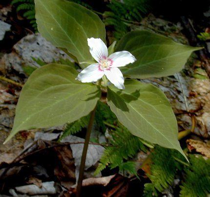 Trillium undulatum Plants North Carolina Native Plant Society