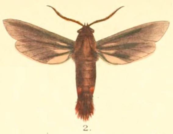 Trilochana scolioides