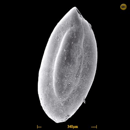 Triloculina Foraminifera Triloculina oblonga Spitsbergen Norway Arctic