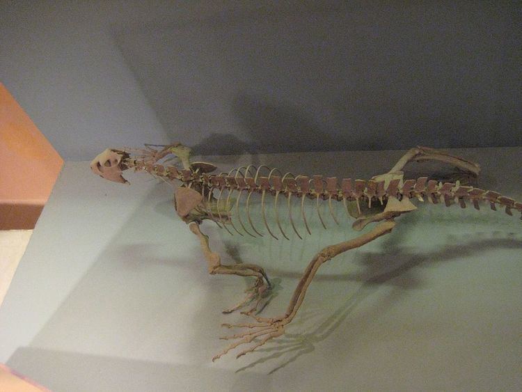 Trilophosauridae