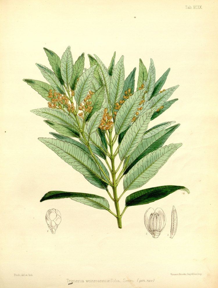 Trimenia (plant) uploadwikimediaorgwikipediacommonsccdTrimen