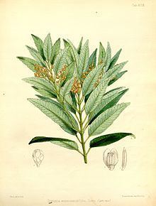 Trimeniaceae httpsuploadwikimediaorgwikipediacommonsthu