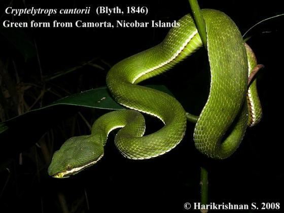 Trimeresurus cantori wwwreptariumczcontentphotord00Trimeresurus