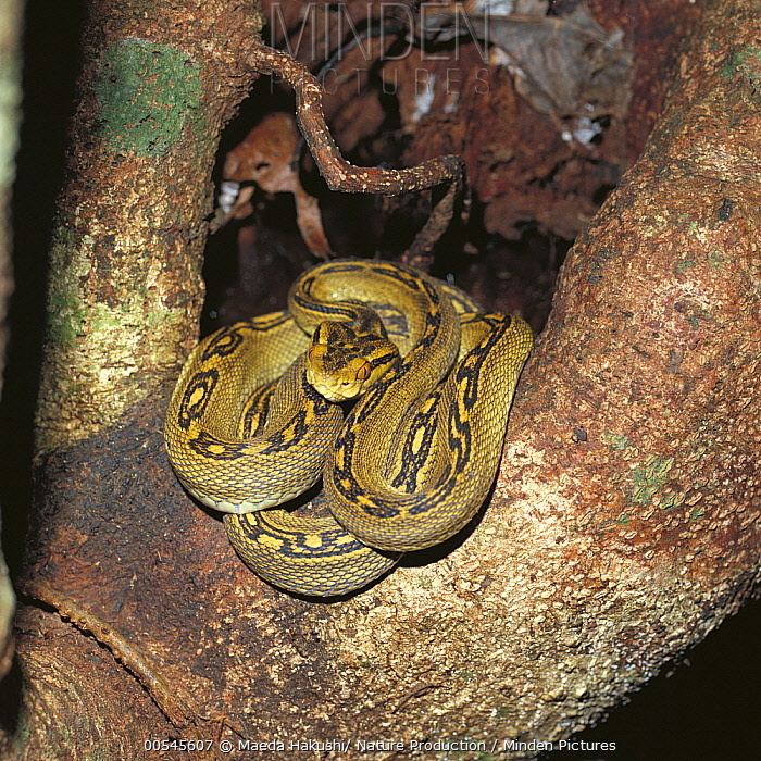 Trimeresurus flavoviridis Minden Pictures stock photos Yellowspotted Pit Viper