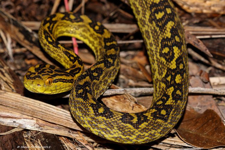 Trimeresurus flavoviridis Venomous snakes of OkinawaJapan Okinawa Nature Photography