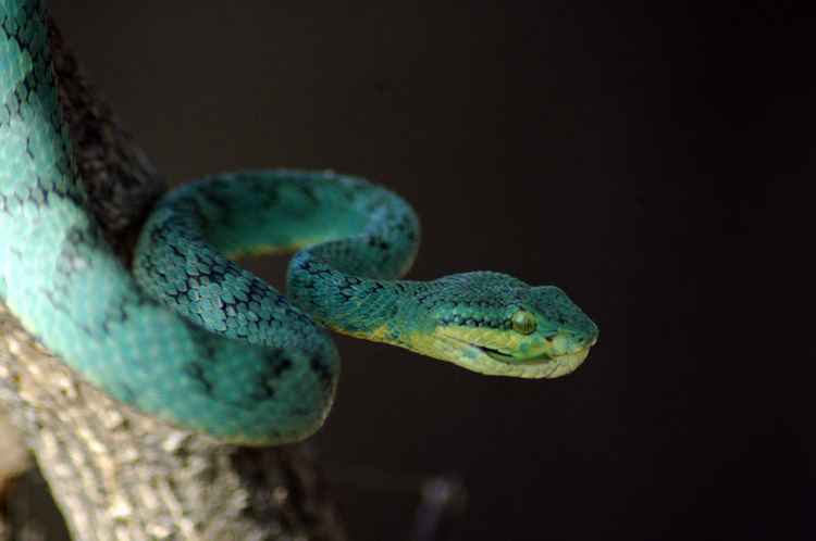 Trimeresurus gramineus CalPhotos Trimeresurus gramineus Bamboo Pit Viper