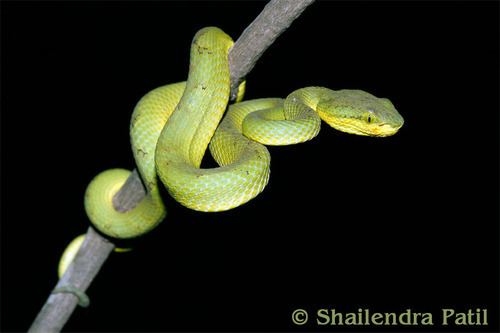 Trimeresurus gramineus Bamboo Viper observed by shailendra on June 23 2012 iNaturalistorg