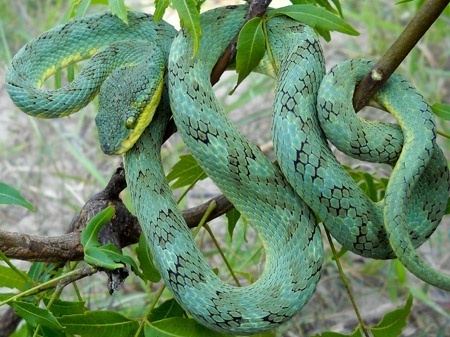 Trimeresurus gramineus 1000 images about Snakes on Pinterest Python Boas and Snake photos