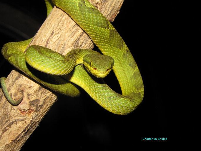 Trimeresurus gramineus CalPhotos Trimeresurus gramineus Bamboo Pit Viper