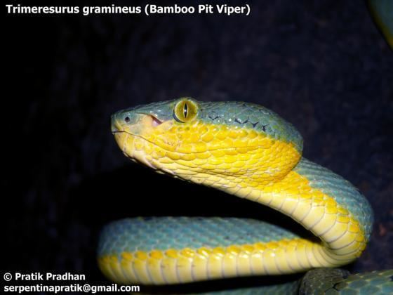 Trimeresurus gramineus Trimeresurus gramineus The Reptile Database