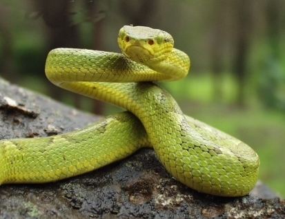 Trimeresurus gramineus Trimeresurus Wikipedia