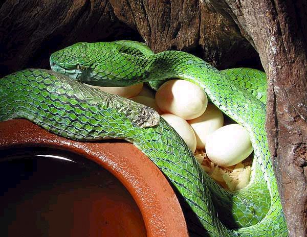 Trimeresurus hageni Trimeresurus hageni Hagen39s pit viper Parias hageni