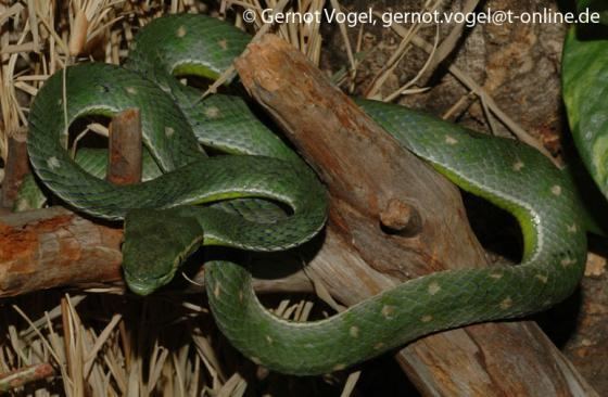 Trimeresurus hageni Trimeresurus hageni The Reptile Database