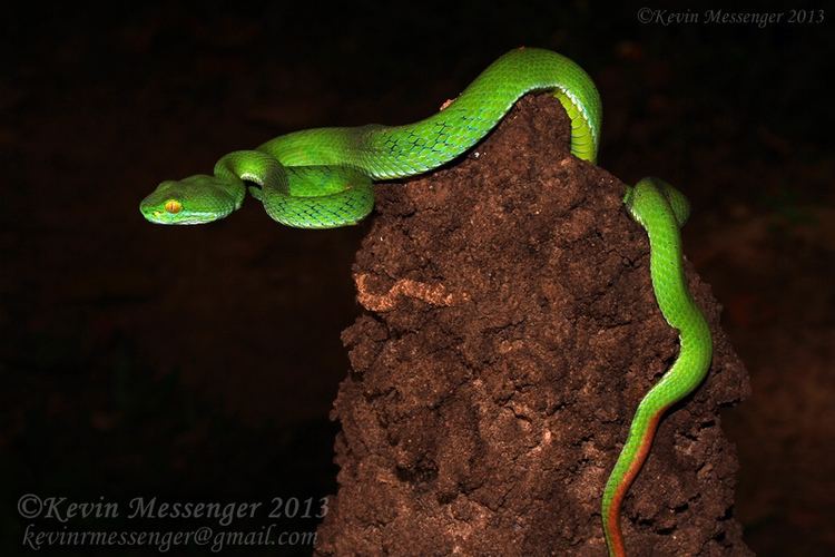 Trimeresurus macrops Largeeyed Pit Viper Reptiles and Amphibians of Bangkok