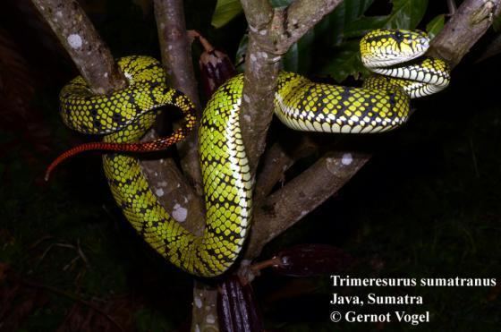 Trimeresurus sumatranus Trimeresurus sumatranus The Reptile Database