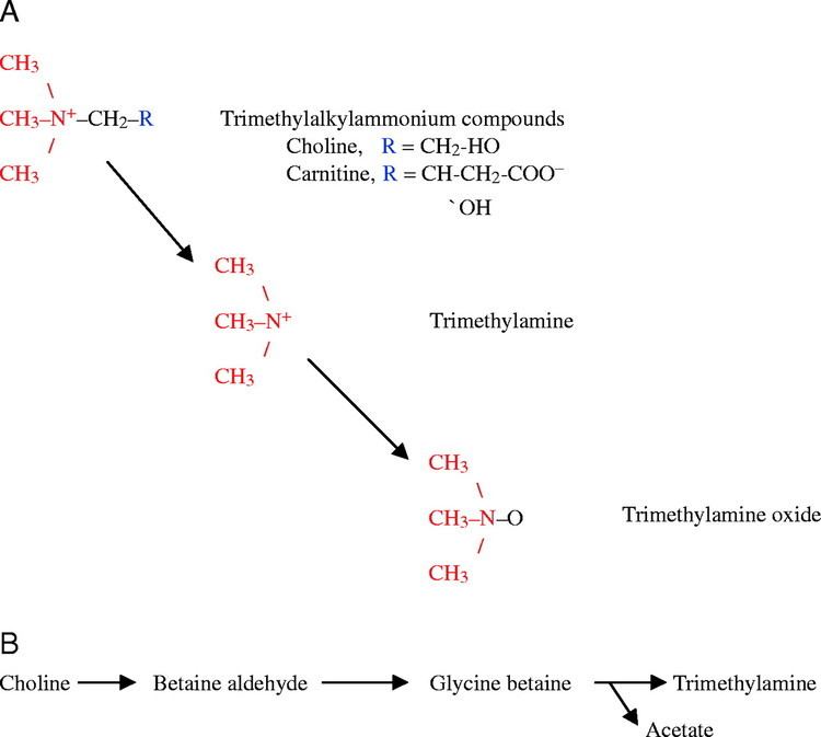 Trimethylamine Trimethylamine oxide accumulation in marine animals relationship to