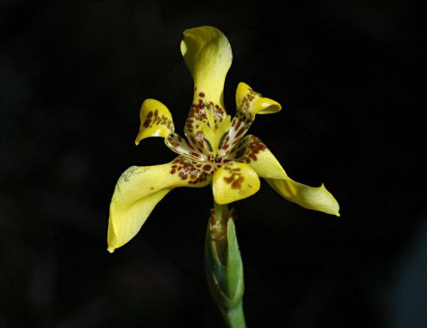 Trimezia Pacific Bulb Society Trimezia