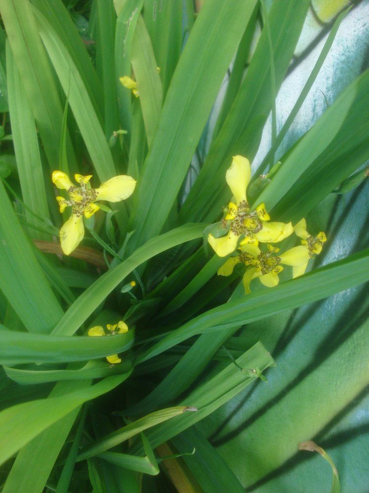 Trimezia fosteriana httpsuploadwikimediaorgwikipediacommons99