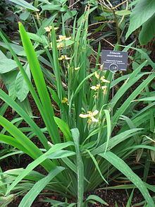 Trimezia steyermarkii httpsuploadwikimediaorgwikipediacommonsthu