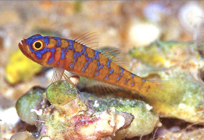 Trimma Trimma maiandros is a new nano goby that is widespread in the Indo