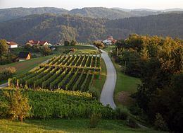 Trščina httpsuploadwikimediaorgwikipediacommonsthu